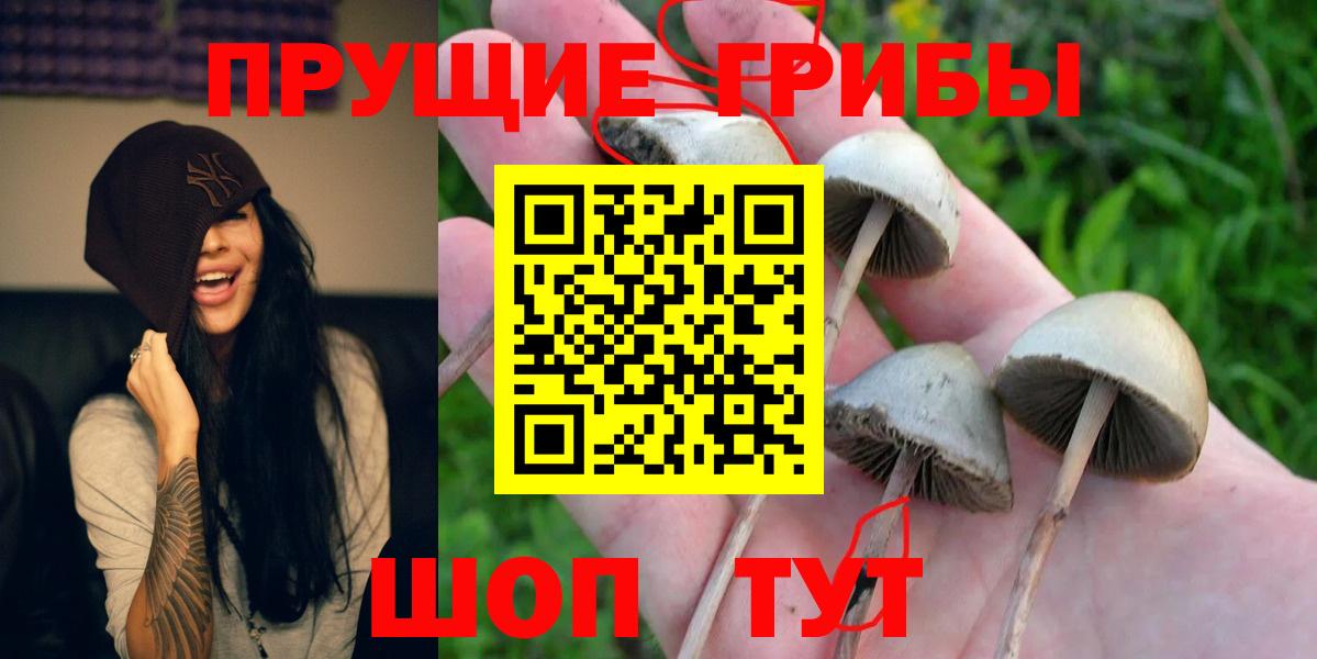 Галлюциногенные грибы Psilocybe Буйнакск